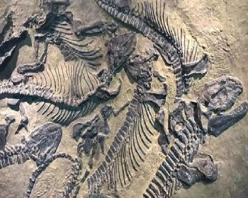Arjantin’De 200 Milyon Yıllık Dev Dinazor Fosili Bulundu