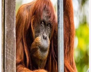 Dünyanın En Yaşlı Orangutanı Öldü