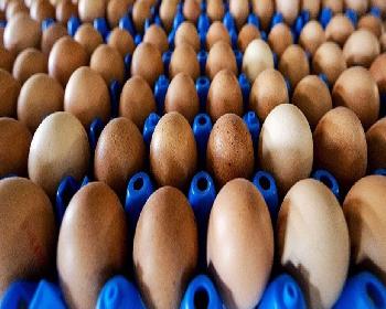 Fransa’Da Yumurta Satışında Yeni Dönem