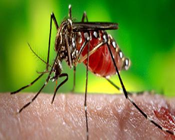 Kolombiya’Da 25 Bin’İ Aşkın Kişi Zika Virüsü Taşıyor