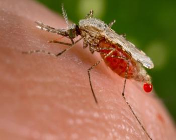 Kolombiya'da 3 Binden Fazla Hamilede Zika Virüsü