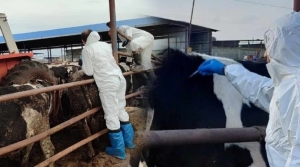 Şap karantinasında yeni dönem
