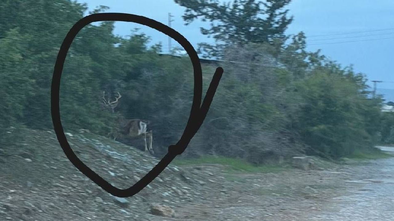 Gaziveren’de geyik görüldü!